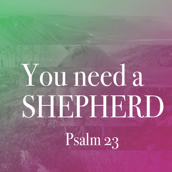 You Need a Shepherd
