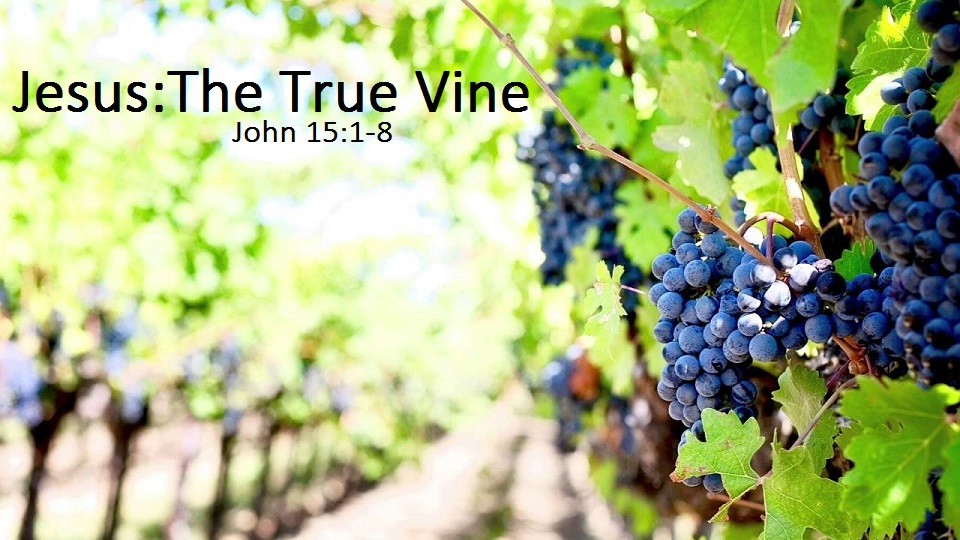 Jesus, the True Vine episode artwork