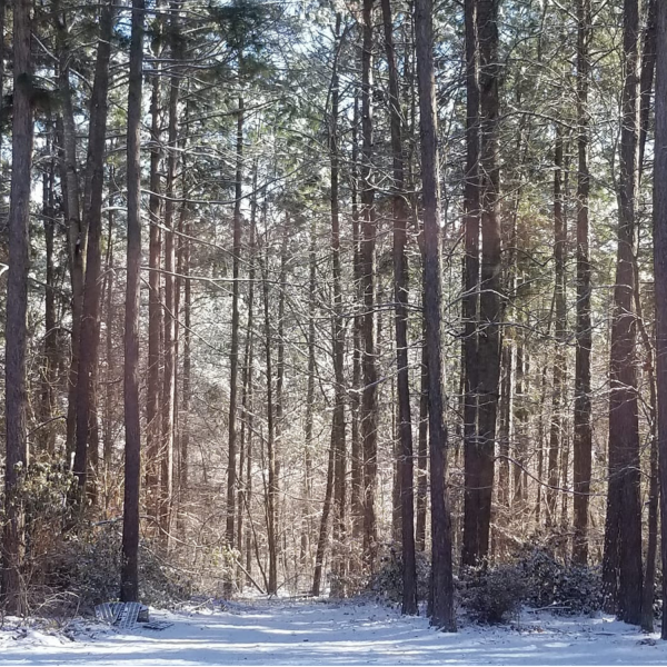 Introduction to 1 Peter Sermon (1 Peter 1:1-2)