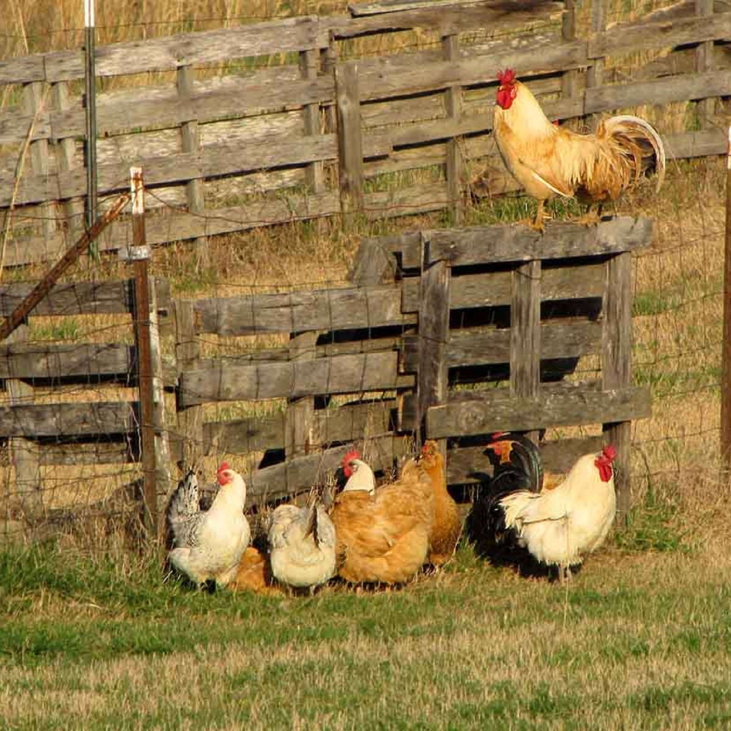 Ramblings of a Rural Pastor